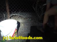 /home//u458753944/public_html/sourcegallery//Roxborough Toad Detour/2013-2019/2017/P4110718.JPG